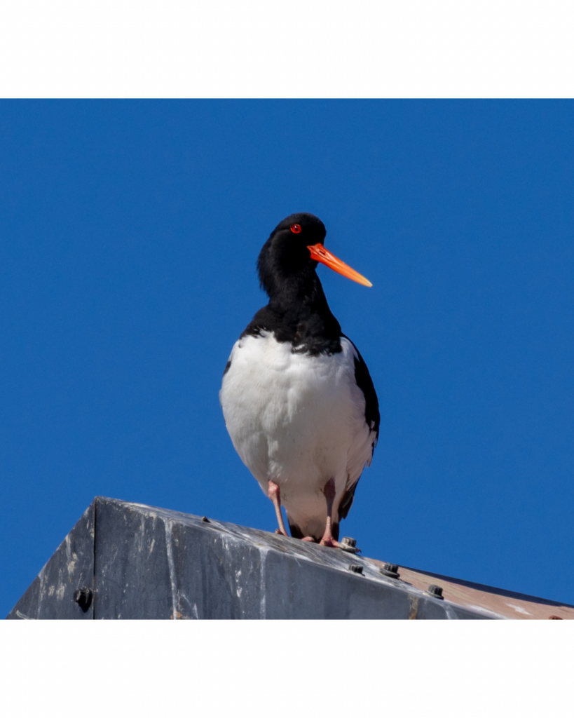 Eurasian oystercatcher seen often in and around Maldon Blackwater estuary
